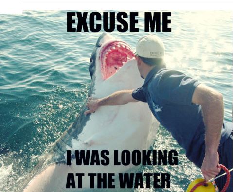 shark meme