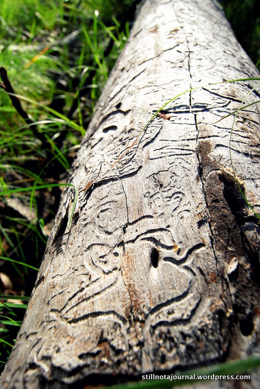 An artwork in nature's gallery.