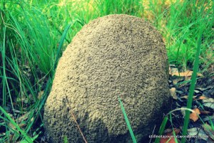 And the artists' residence.