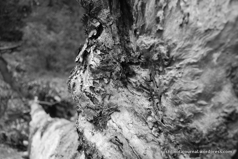 close up black and white fallen tree alice post