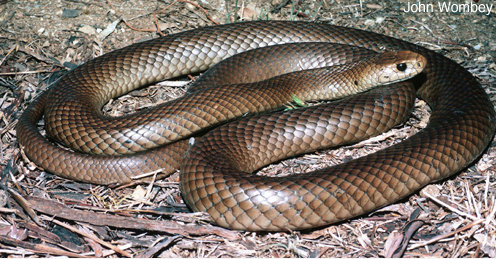brown snake