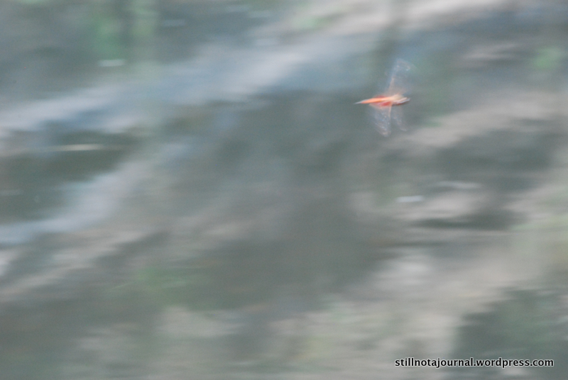 Shutter speed too slow. Have no idea how to fix that.