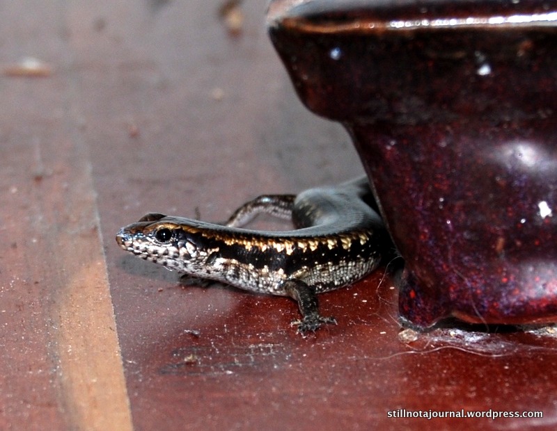 Hey there neighbour! 