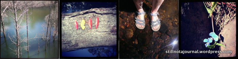 Hinze Dam trees, autumn coloured leaves, cooling the tootsies, blue flower. Maybe a weed.