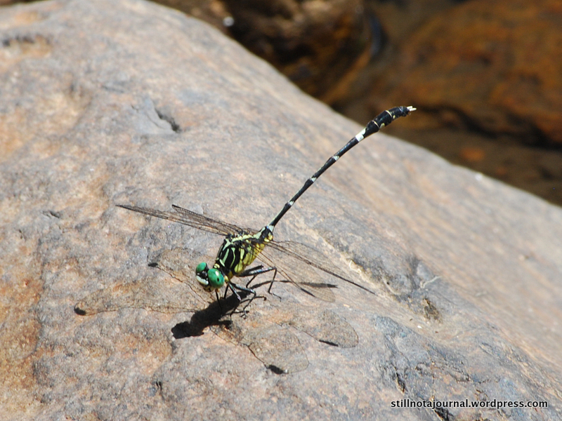OMG how freaky is this, considering the Legend reference above... this dragonfly's name is 'Unicorn Hunter'. I SHIT YOU NOT.