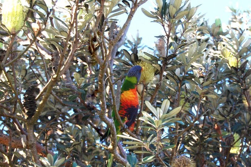 rainbow lorikeet Lennox Head banksia