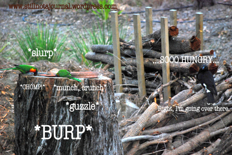 lorikeet and currawong eating on tree stump
