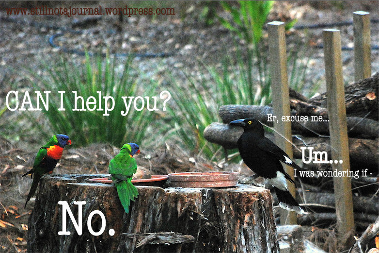 rainbow lorikeets and pied currawong feeding on stump