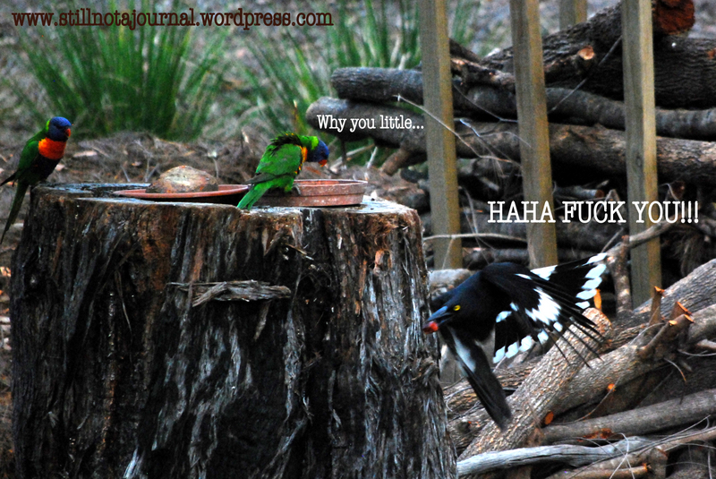 rainbow lorikeets pied currawong eating on tree stump