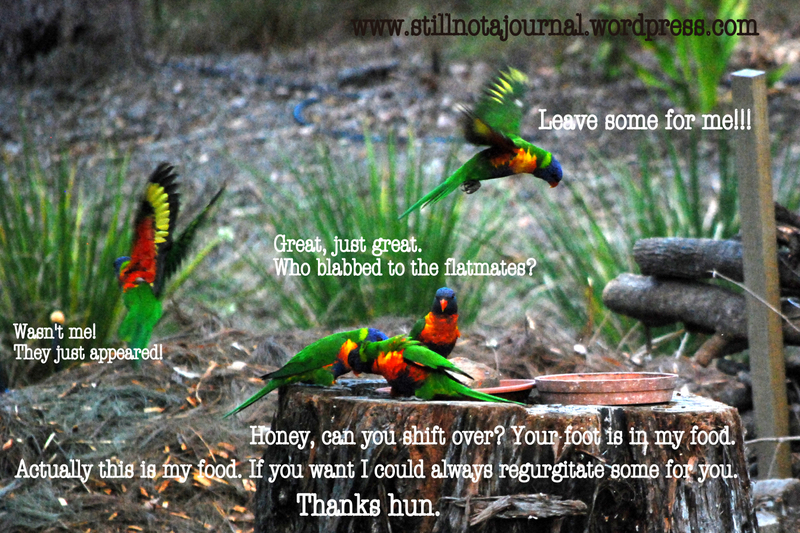 rainbow lorikeets feeding on tree stump