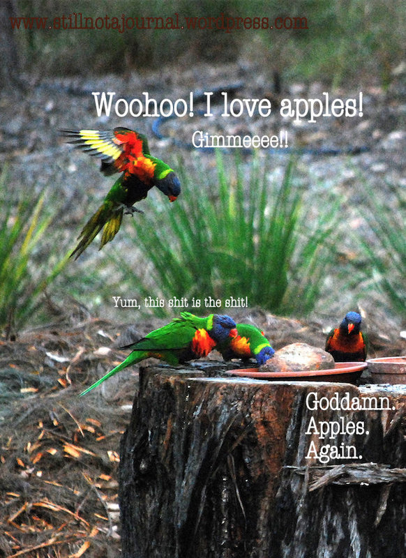 rainbow lorikeets feeding on tree stump