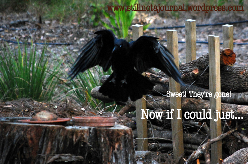 crow feeding on tree stump