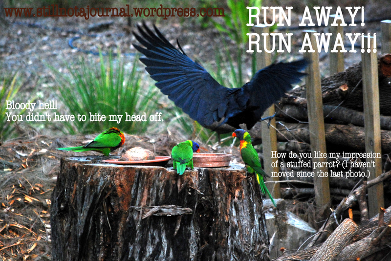 crow and rainbow lorikeets feeding on stump