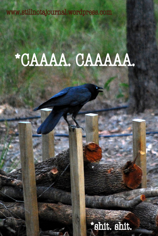 crow cawing