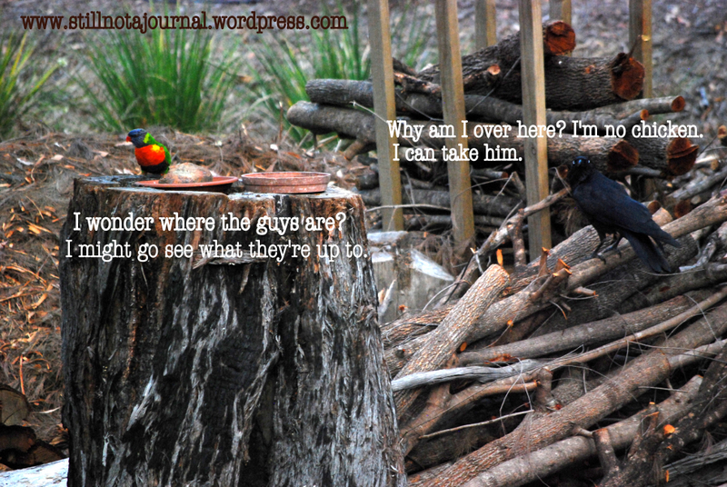 crow and rainbow lorikeet