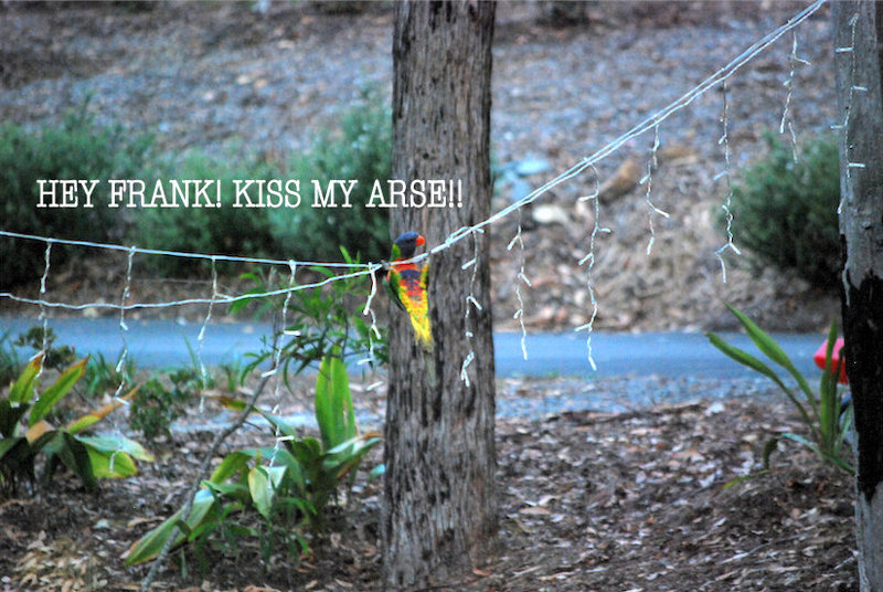 rainbow lorikeet hanging off light string