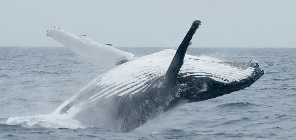 humpback breach