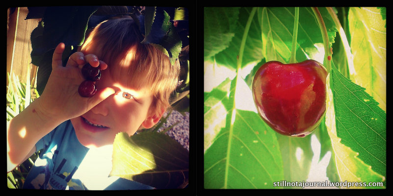 Roars doing his bit to help scoff harvest the cherries. CHERRIES!! *drooool*