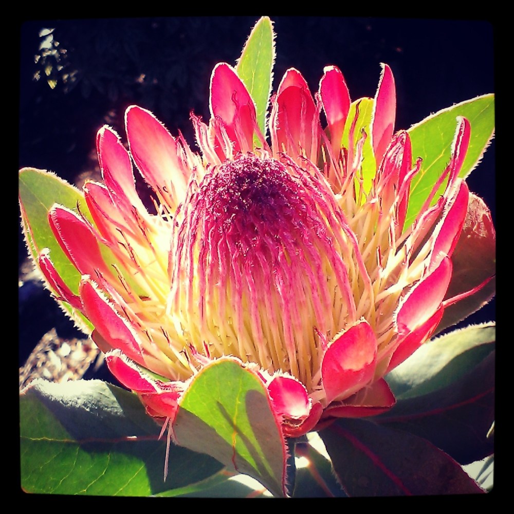 Back in March Dad even got to see his protea flower for the first time.