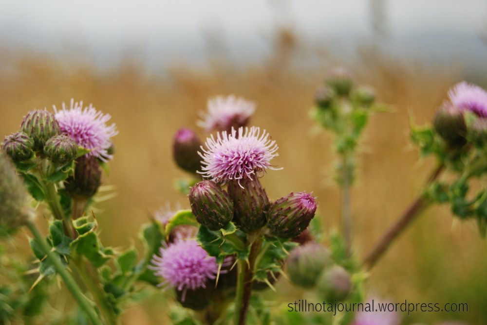 Scotch Thistle. A noxious weed imported by homesick immigrants to help make Dunedin, New Zealand seem more like Dunedin, Scotland. It might be working; for some reason I suddenly feel like throwing a log in the air and having a dram of Old Moorhen's Shredded Sporran.
