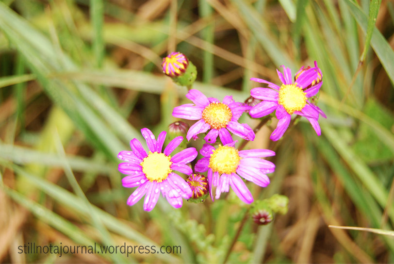 07 purple pink flowers