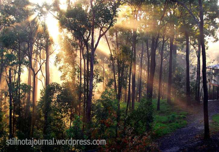 01 sunbeams through trees
