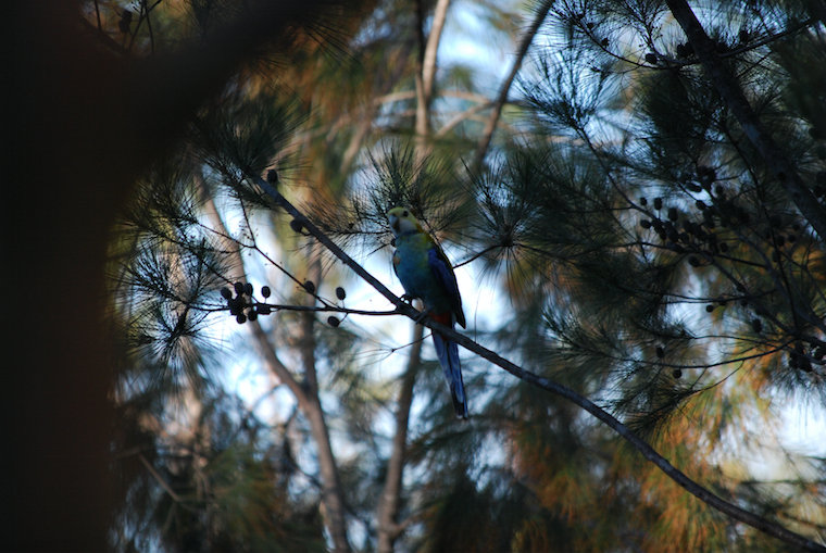 Old and Inferior: Pale Headed Rosella. I think.