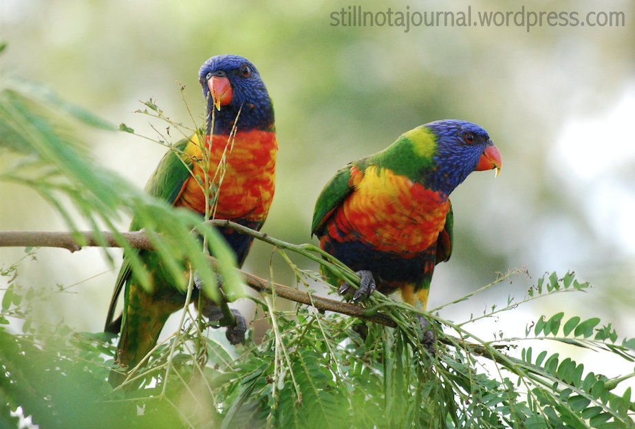New and Improved: Two Renly Baratheons, aka Rainbow Lorikeets.