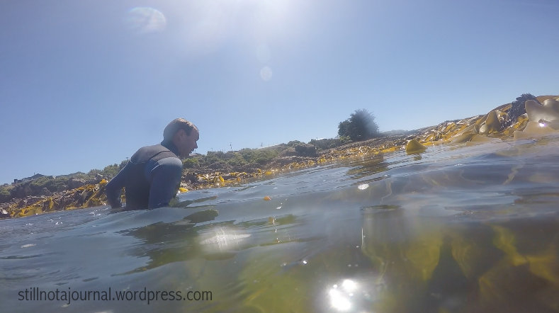 Cruising the kelp beds...