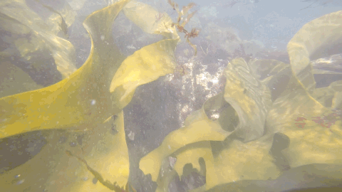 swimming through kelp