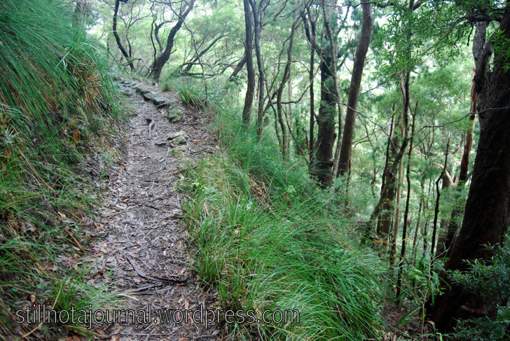 Still quite high up, walking through drier eucalypt forest. Watch where you're going!