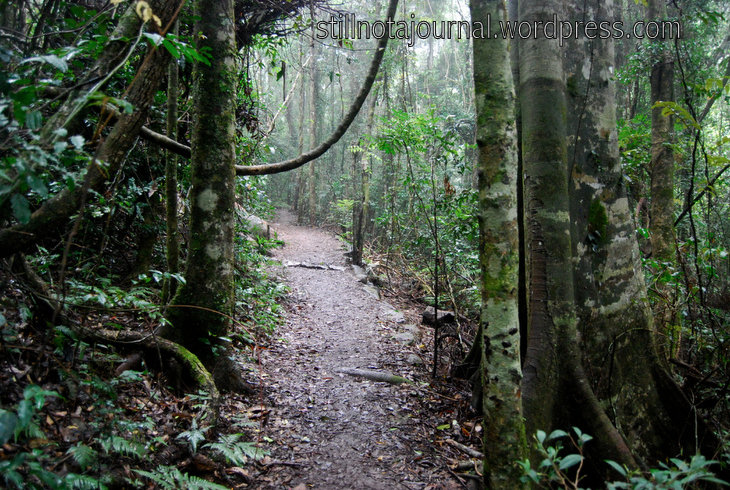 A path through an ancient wilderness...