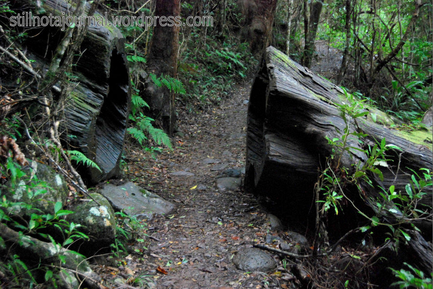 Not to worry; we have enormous imported beavers who can sort that out.