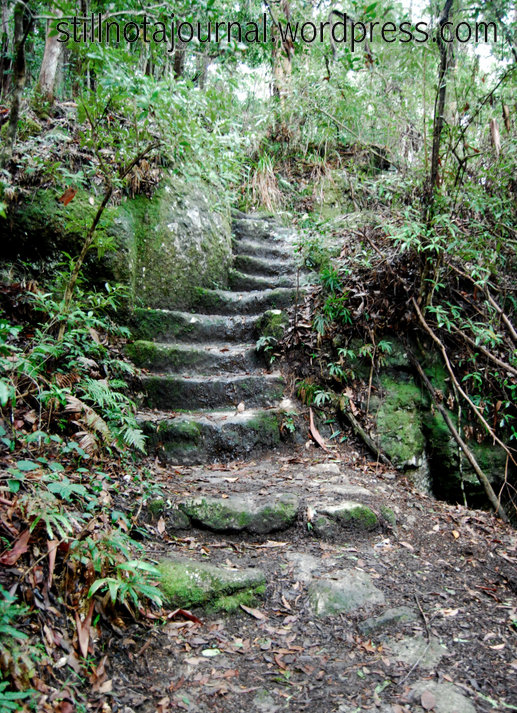 16 hobbit stairs Ballanjui Circuit track, Binna Burra Lamington National Park QLD
