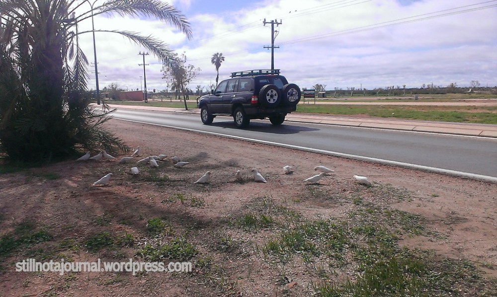 This place is full of galahs. ... but these are corellas.