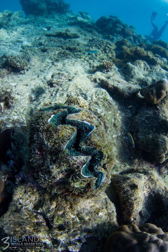 Useful Fact #123: Did you know the presence of clams is a great indicator of a healthy reef?