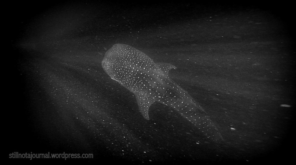 This is 'Cigar Head' and he's about 8 metres long. We caught him just as he decided to dive.