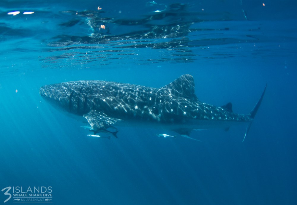 whale shark at Ningaloo Reef