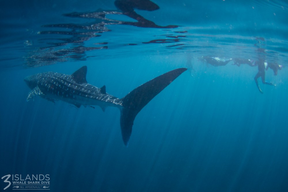 whale shark backlit Ningaloo Reef