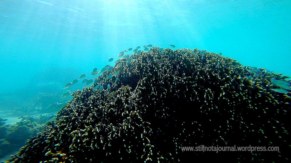 blue neon coral closer