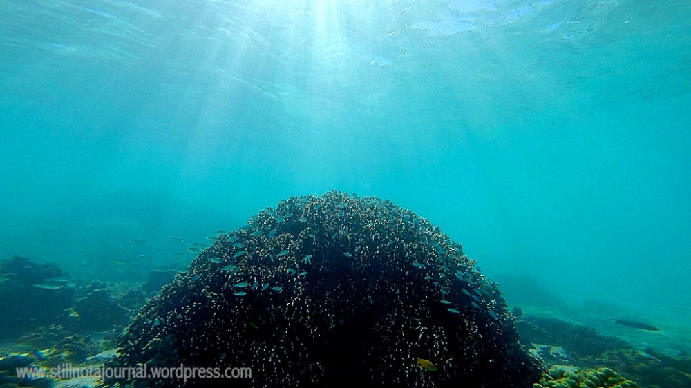 blue neon fish, coral
