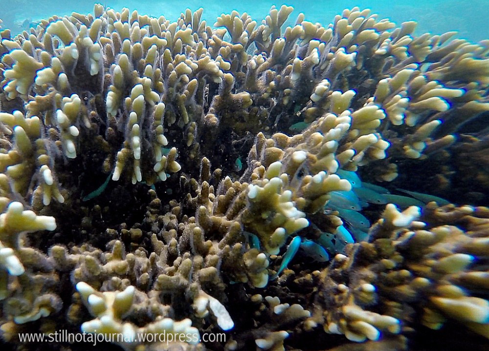 blue neon fish Turquoise Bay Ningaloo Reef