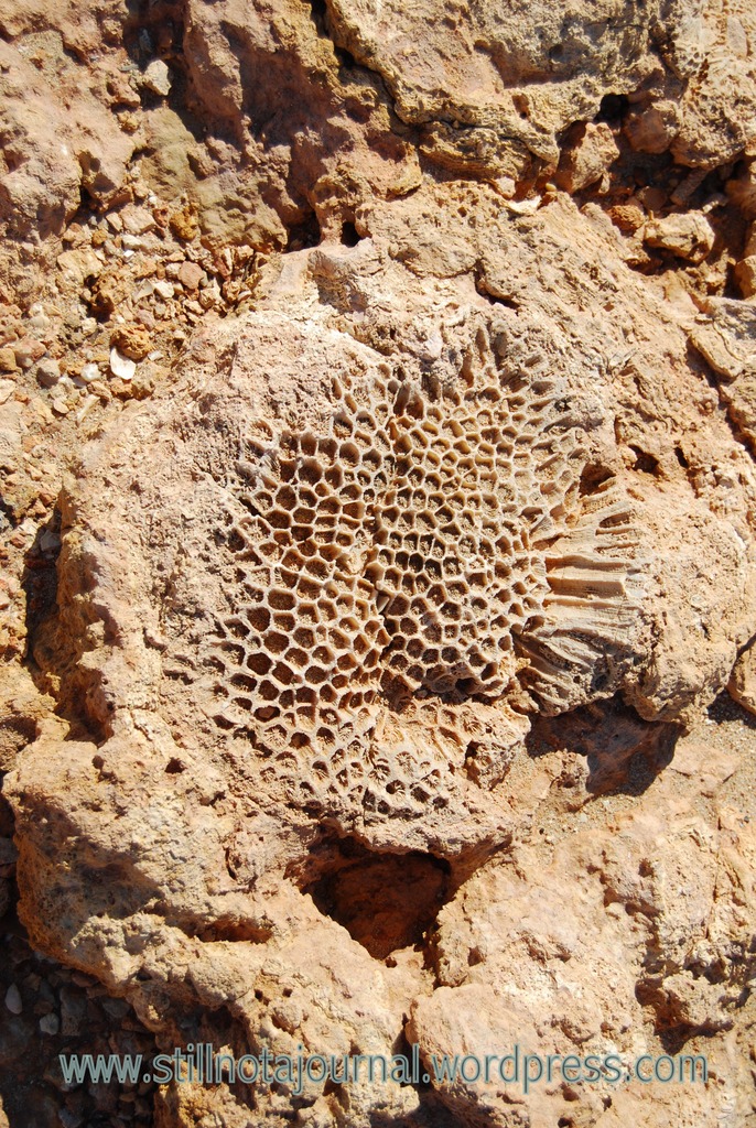 Except for all of these! Fossilised coral everywhere.