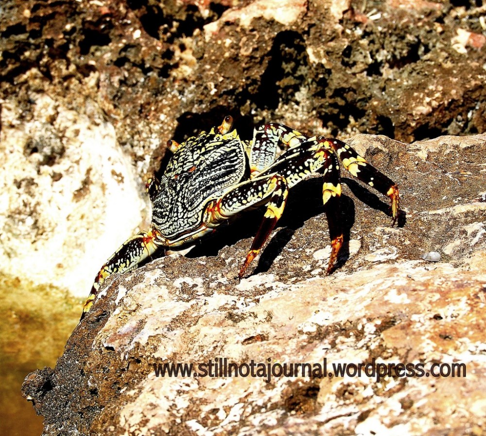 These guys are fast! Luckily he didn't see me for another 1/125 of a second.