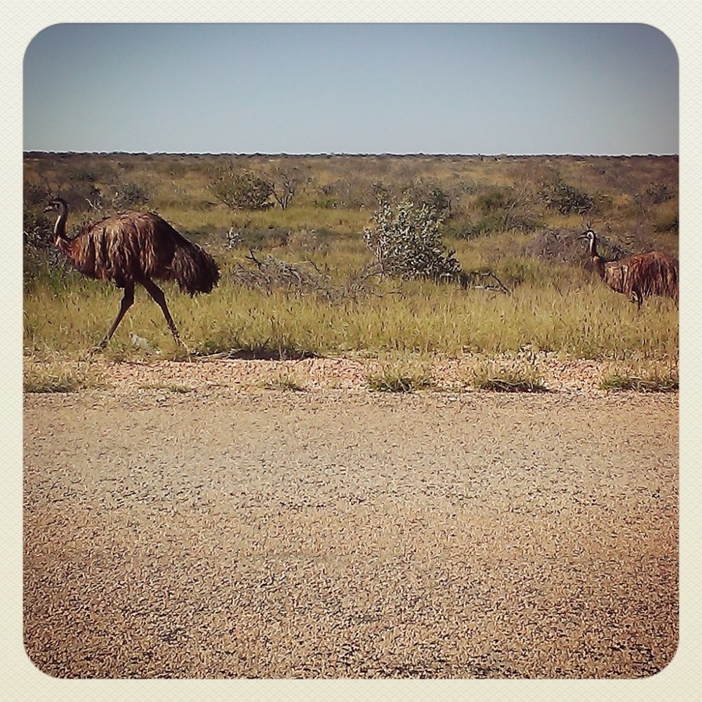 Why did the giant chicken cross the road? ... Who knows? It's none of my business. I'm not about to question a giant velocirapchook.