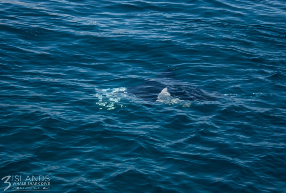 Next time I come to Exmouth I am totally going swimming with these guys too.