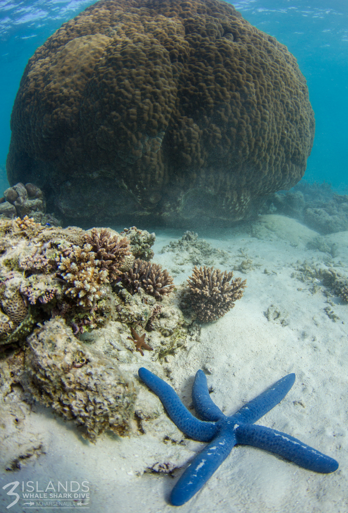 Sea star light, sea star bright, first sea star I see today...