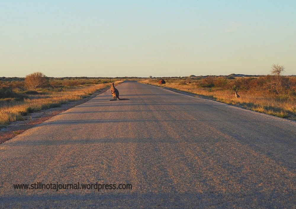 COME AT ME SKIPPY!!!