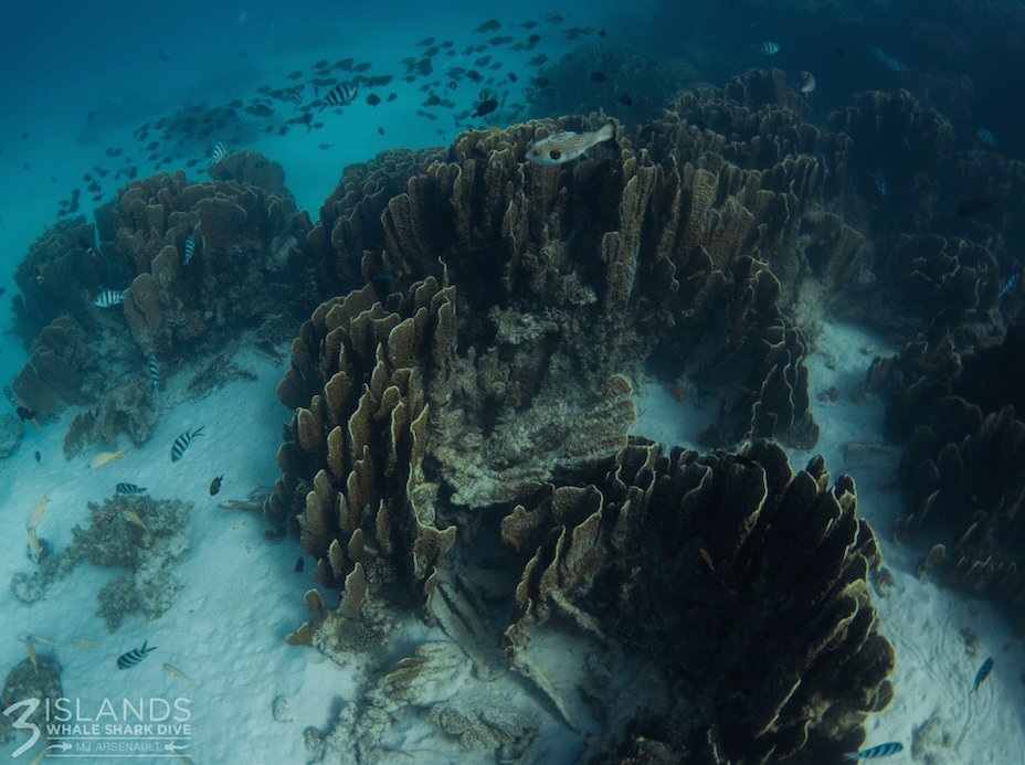 All ours! And the fishies'.