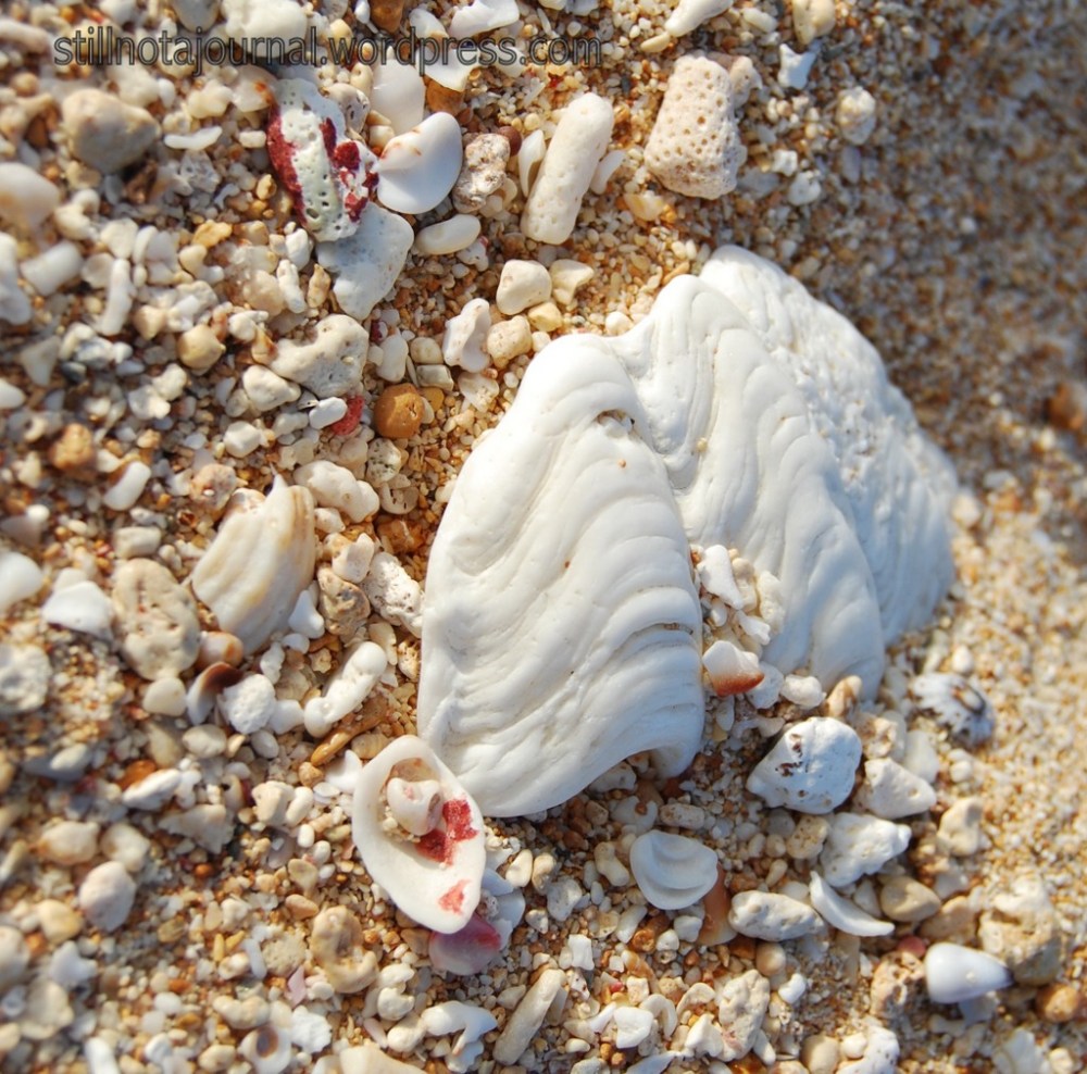 You don't realise until you get this close that the sand you think you're walking on is actually billions of tiny fragments of multicoloured shells and corals, with a few bigger, newer ones mixed in.